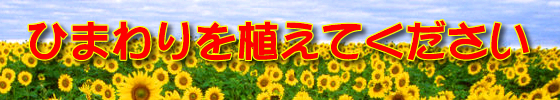 東日本大震災被災者応援。ひまわりを植えてください